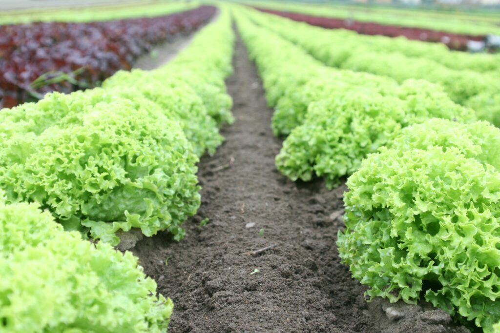 #FeedingVermontTogether Close-up of vibrant green lettuce rows in a well-tended agricultural field.